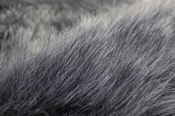 Искусственный мех "Чернобурка"/серый 1902108