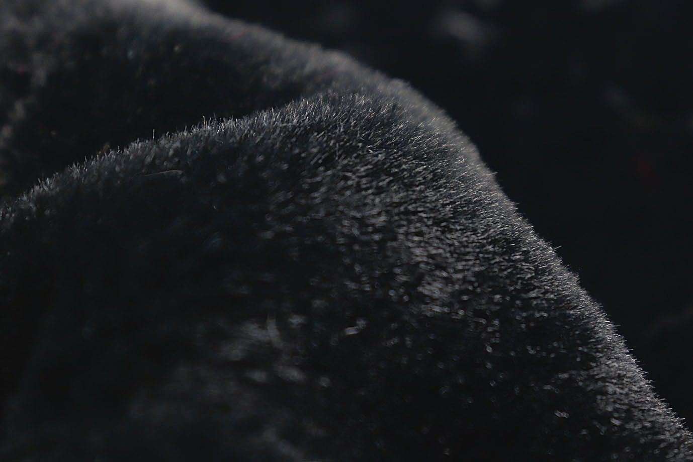 Искусственный мех "Кролик"/черный AP220627052/D#3062207/C#1