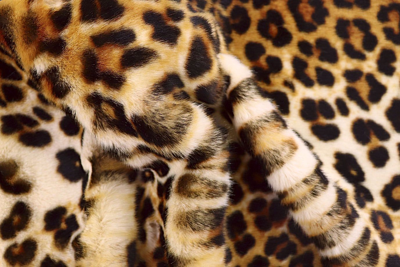 Искусственный мех "Леопард"/коричнево-рыжий AP2303014035/D#287-19-041/C#White Leopard