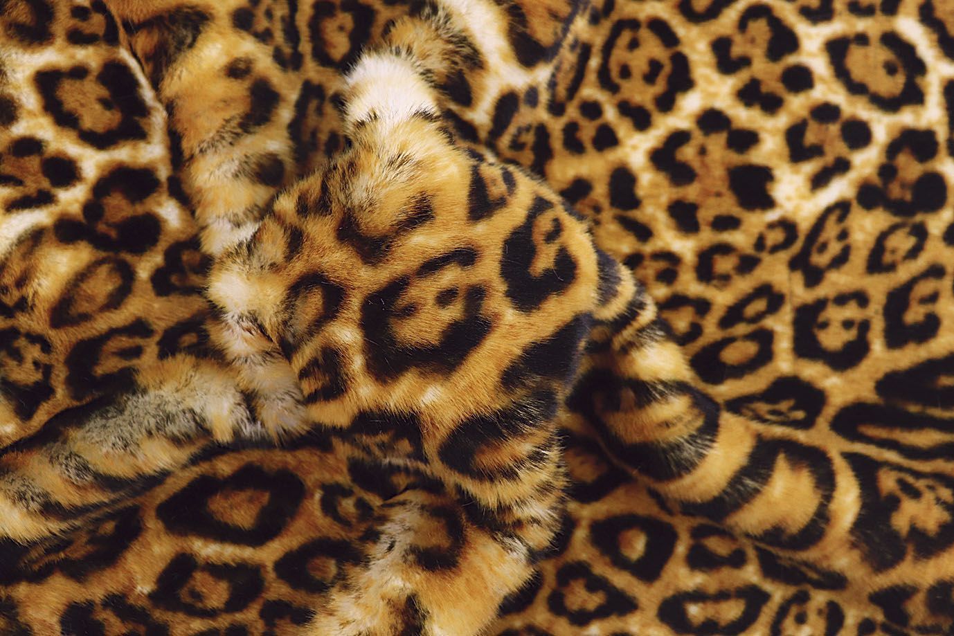 Искусственный мех "Леопард"/желто-рыжий AP2303014035/D#287-1908794/C#Ivory Leopard