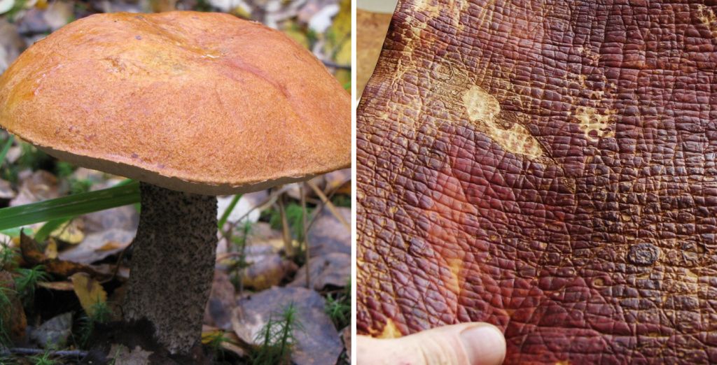 Mycelium leather (кожа из мицелия) Mycelium leather (кожа из мицелия)